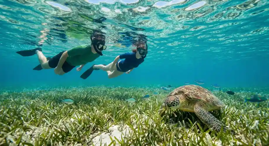 Green sea turtle swimming in the clear Semporna waters Kulapuan Island Resort