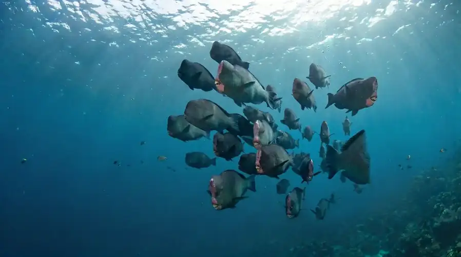 Scuba diving at the famous Sipadan Marine Park Kulapuan Island Resort